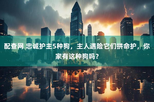 配查网 忠诚护主5种狗，主人遇险它们拼命护，你家有这种狗吗？